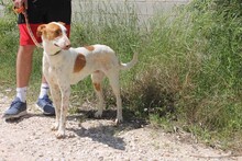 QIN, Hund, Podenco in Spanien - Bild 5