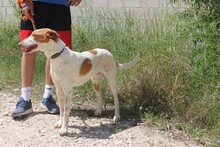 QIN, Hund, Podenco in Spanien - Bild 6