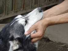CELESTE, Hund, Siberian Husky in Ungarn - Bild 2