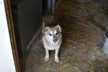 PISA, Hund, Mischlingshund in Rumänien - Bild 1
