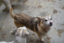 PISA, Hund, Mischlingshund in Rumänien - Bild 2