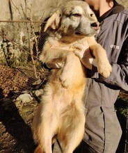 PISA, Hund, Mischlingshund in Rumänien - Bild 3