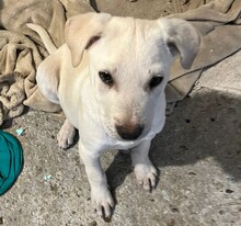 FREDI, Hund, Mischlingshund in Bulgarien - Bild 1