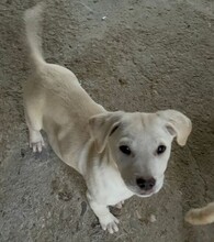 FREDI, Hund, Mischlingshund in Bulgarien - Bild 3