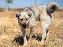 ROCKY, Hund, Herdenschutzhund in Spanien - Bild 3