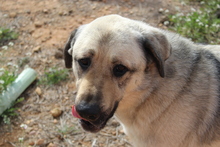 ROCKY, Hund, Herdenschutzhund in Spanien - Bild 4