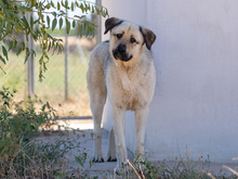 ROCKY, Hund, Herdenschutzhund in Spanien - Bild 5