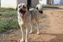 ROCKY, Hund, Herdenschutzhund in Spanien - Bild 6