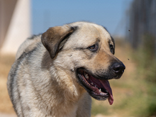 ROCKY, Hund, Herdenschutzhund in Spanien - Bild 7