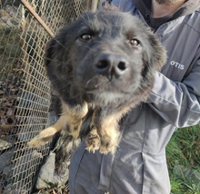 PEKING, Hund, Mischlingshund in Rumänien - Bild 1