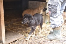 PEKING, Hund, Mischlingshund in Rumänien - Bild 2