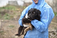 PEKING, Hund, Mischlingshund in Rumänien - Bild 3