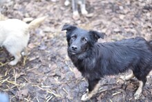 PEKING, Hund, Mischlingshund in Rumänien - Bild 5