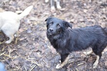 PEKING, Hund, Mischlingshund in Rumänien - Bild 6
