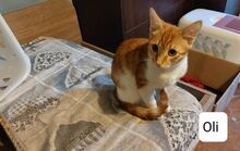 OLI, Katze, Hauskatze in Bulgarien - Bild 2