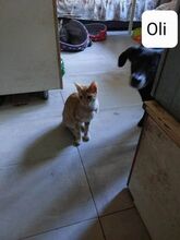 OLI, Katze, Hauskatze in Bulgarien - Bild 4