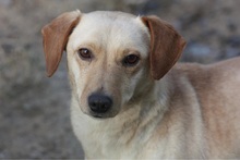 ANNIE, Hund, Mischlingshund in Ungarn
