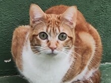 TIMMY, Katze, Europäisch Kurzhaar in Spanien - Bild 1