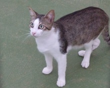 VITUS, Katze, Europäisch Kurzhaar in Spanien - Bild 5