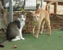 VITUS, Katze, Europäisch Kurzhaar in Spanien - Bild 6