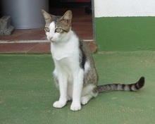 VITUS, Katze, Europäisch Kurzhaar in Spanien - Bild 8
