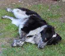 PATJA, Hund, Mischlingshund in Balingen - Bild 37