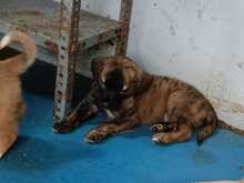 SAMU, Hund, Mischlingshund in Spanien - Bild 10