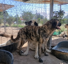 SAMU, Hund, Mischlingshund in Spanien - Bild 3