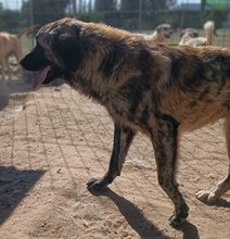 SAMU, Hund, Mischlingshund in Spanien - Bild 5