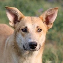 NICI, Hund, Mischlingshund in Griechenland - Bild 1