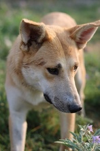 NICI, Hund, Mischlingshund in Griechenland - Bild 10