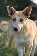 NICI, Hund, Mischlingshund in Griechenland - Bild 11
