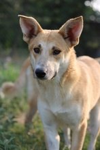 NICI, Hund, Mischlingshund in Griechenland - Bild 12