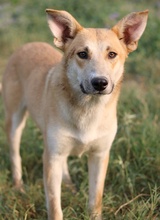 NICI, Hund, Mischlingshund in Griechenland - Bild 13