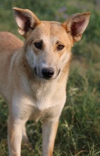 NICI, Hund, Mischlingshund in Griechenland - Bild 14