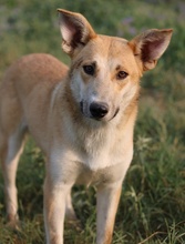 NICI, Hund, Mischlingshund in Griechenland - Bild 15