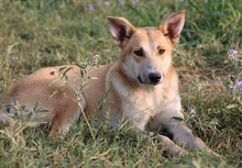 NICI, Hund, Mischlingshund in Griechenland - Bild 16