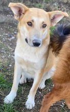 NICI, Hund, Mischlingshund in Griechenland - Bild 19