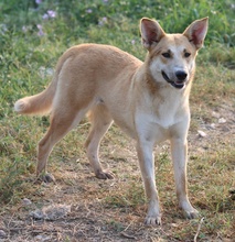 NICI, Hund, Mischlingshund in Griechenland - Bild 2