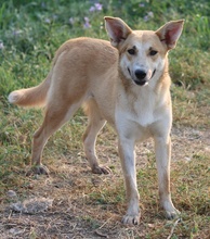 NICI, Hund, Mischlingshund in Griechenland - Bild 3