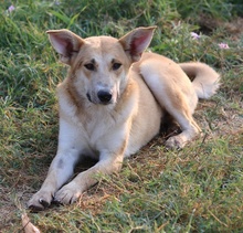 NICI, Hund, Mischlingshund in Griechenland - Bild 4