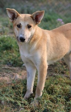NICI, Hund, Mischlingshund in Griechenland - Bild 5