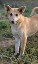 NICI, Hund, Mischlingshund in Griechenland - Bild 6