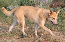 NICI, Hund, Mischlingshund in Griechenland - Bild 7