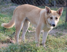 NICI, Hund, Mischlingshund in Griechenland - Bild 8