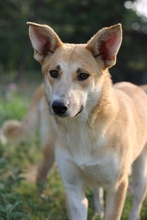 NICI, Hund, Mischlingshund in Berlin - Bild 38