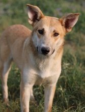 NICI, Hund, Mischlingshund in Berlin - Bild 39