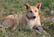 NICI, Hund, Mischlingshund in Berlin - Bild 40