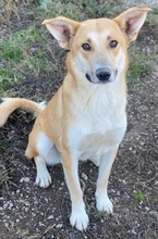 NICI, Hund, Mischlingshund in Berlin - Bild 41