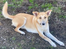 NICI, Hund, Mischlingshund in Berlin - Bild 43